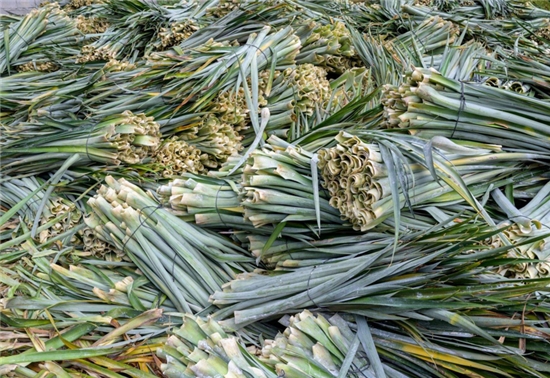 前瞻技术,汽车内外饰,清洁能源,苹果，菌丝